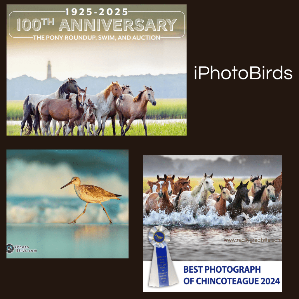 iPhotoBirds - Chincote